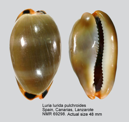 Luria lurida pulchroides.jpg - Luria lurida pulchroidesAlvarado & Alvarez,1964